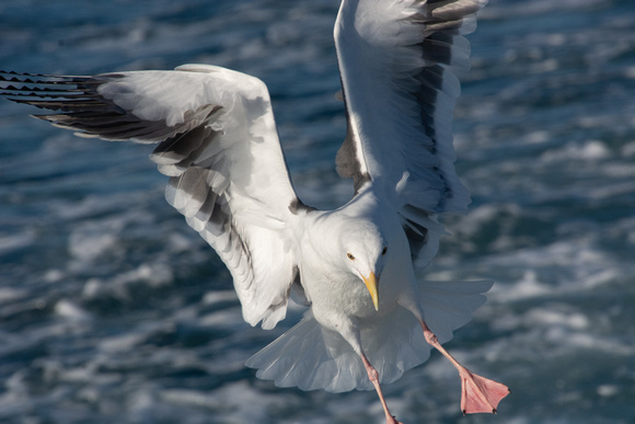 Western Gull - Larus occidentalis