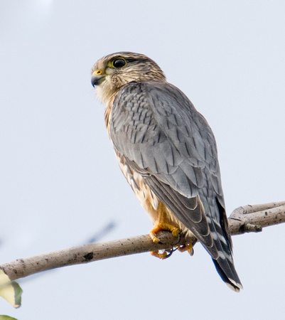 Merlin - Falco columbarius