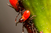 Large milkweed bug -Oncopeltus fasciatus