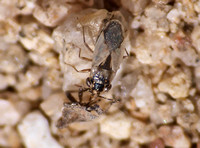 False chinch bug - Nysius sp.
