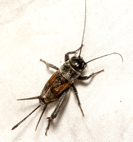 Field cricket - Gryllus sp.