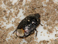 Burrowing bug - Unidentified sp.