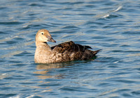 King Eider - Somateria spectabilis