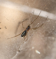 Bowl and Doily Spider - Frontinella communis