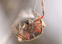 Orb weaver - Araneus gemma