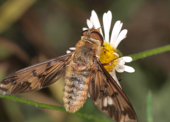 Bee fly 3 - Poecilanthrax arethusa