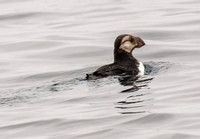 Horned Puffin - Fratercula corniculata