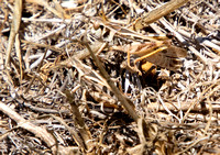 Clear-winged grasshopper - Camnula pellucida