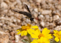Bee Fly - Anthrax sp. (2)