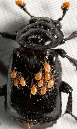 Mites - Poecilochirus sp. on Black burying beetle - nicrophorus nigrita