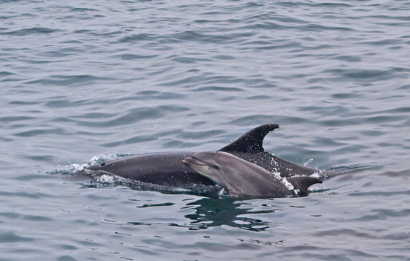 Common Bottlenose Dolphin - Tursiops truncatus (mother and baby)