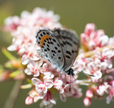 Bernardino Blue - Euphilotes bernardino