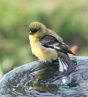 Lesser Goldfinch - Carduelis psaltria