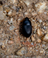 Darkling beetle - Gondwanocrypticus platensis