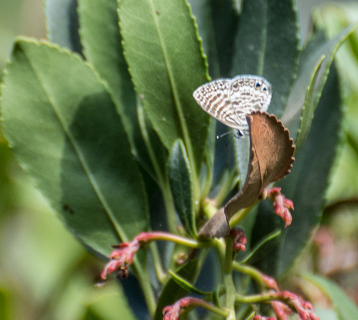 Marine blue -Leptotes marina