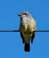 Cassin's Kingbird - Tyrannus vociferans