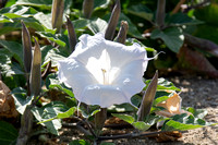 Jimson weed - Datura sp.