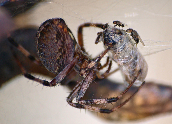 Western spotted orb weaver - Neoscona oaxacensis and Freeloader Flies -  Family Milichiidae