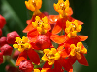 Tropical milkweed - Asclepias currassavica