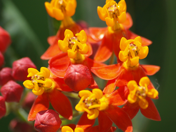 Tropical milkweed - Asclepias currassavica