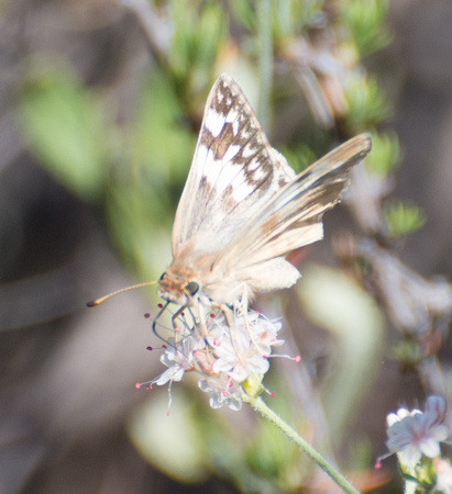 Northern White Skipper - Heliopetes ericetorum
