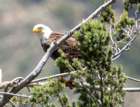 Bald Eagle - Haliaeetus leucocephalus