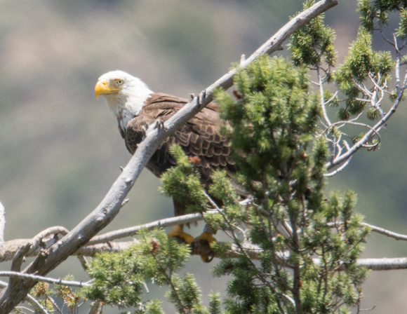 Bald Eagle - Haliaeetus leucocephalus