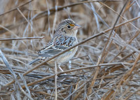 Grasshopper Sparrow - Ammodramus savannarum