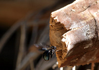 California Carpenter Bee - Xylocopa californica