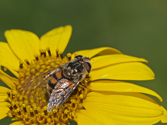Flower fly - Copestylum avidum