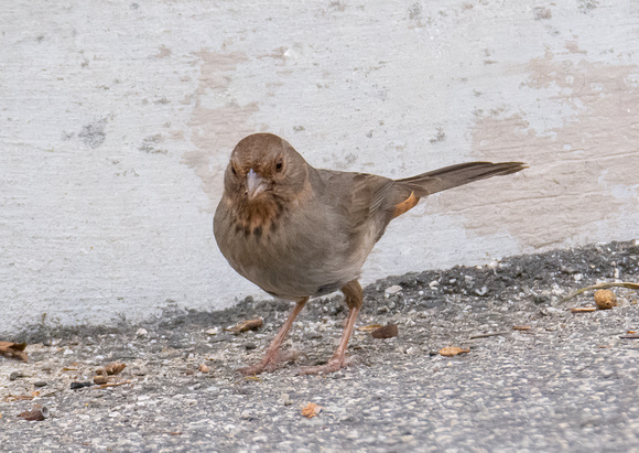 California Towhee - Melozone Crissalis