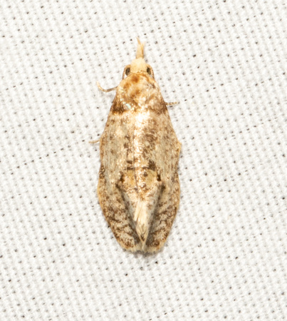Tortricid leafroller - Henricus umbrabasana