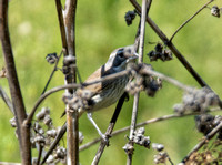 Black-throated Sparrow - Amphispiza bilineata