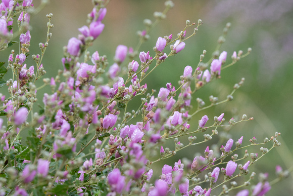 Chaparral bush-mallow - Malacothamnus fasciculatus