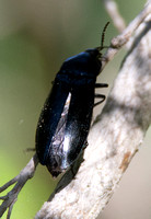 Click beetle - Melanactes densus