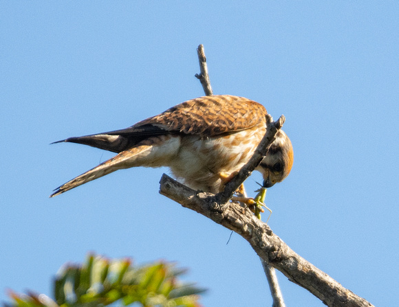 American Kestrel - Falco sparverius, Bordered Mantis - Stagmomantis limbata