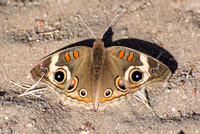 Gray Buckeye - Junonia grisea