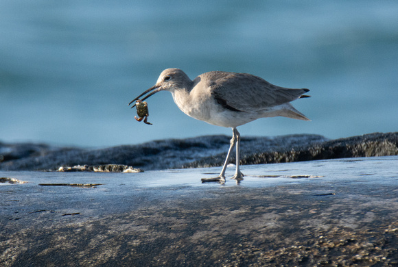 Striped shore crab - Pachygrapsus crassipes, Willet - Tringa semipalmatus