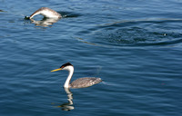 Western Grebe - Aechmophorus occidentalis