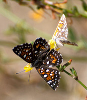 Behr's metalmark - Apodemia virgulti