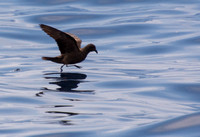 Black Storm-Petrel - Hydrobates melania