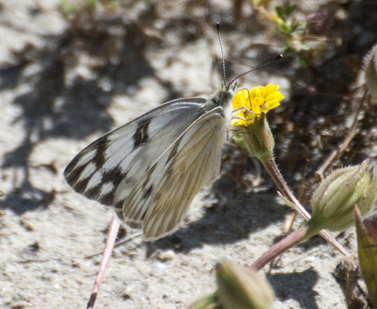 Checkered White - Pontia protodice, Crete weed - Hedypnois cretica