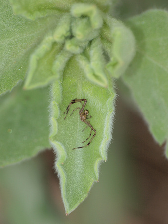 Crab spider 2 - Unidentified sp.