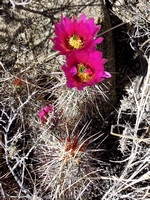 Engelmann Hedgehog - Echinocereus engelmannii