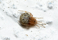 Cobweb spider - Theridion sp.