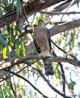 Sharp-shinned Hawk - Accipiter striatus