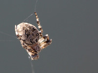 Bridge spider - Larinioides sclopetarius