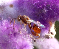 Chalcid wasp - Conura sp.