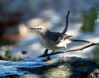 Northern Mockingbird - Mimus polyglottos