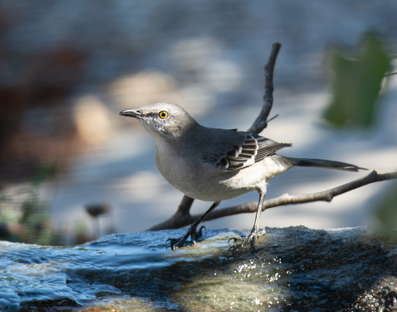Northern Mockingbird - Mimus polyglottos